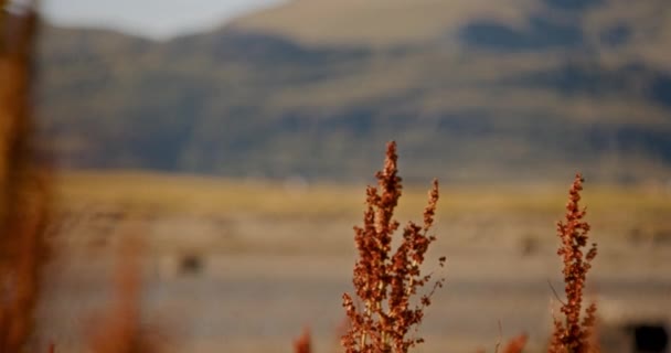 Lofoten Nefes Kesici Manzaralarını Planda Kıvrımlı Liman Yeşillikleriyle Geçen Büyüleyici — Stok video