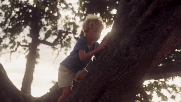 Střední Záběr Chlapce Nebojácně Šplhajícího Větvích Majestátního Stromu Proti Zářícímu — Stock video