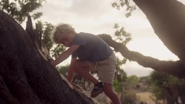 Nízkoúhlý Záběr Chlapce Jak Stoupá Stromě Zářivém Denním Světle — Stock video