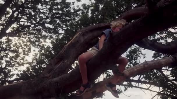 Low Angle Shot Boy Lounging Tree Legs Dangling Freely Daytime — Stock Video