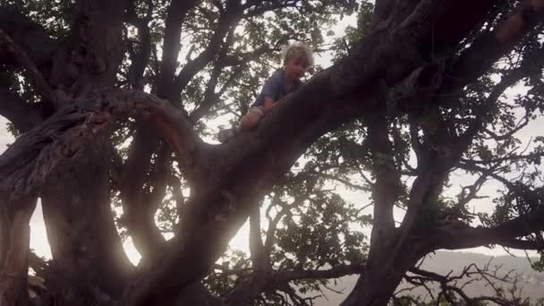 낮에는 나무의 복잡한 가지를 무서운 등반과 크롤링 소년의 — 비디오