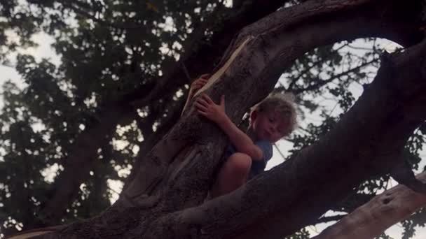Low Angle Shot Boy Looking Hugs Tree Branch Daytime — Stock Video