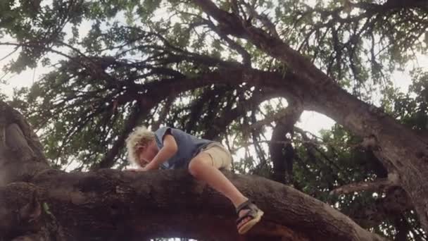 Düşük Açılı Bir Manzara Ağaçtan Ustalıkla Inen Bacakları Havada Sallanan — Stok video