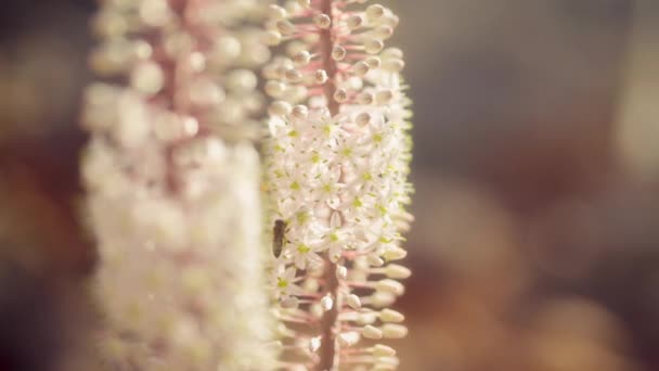 Eine Nahaufnahme Von Honigbienen Die Tagsüber Exotische Meereszwiebelblüten Bestäuben — Stockvideo