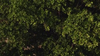 Parlak güneşli bir günde kuş bakışı bakış açısıyla aşağıdaki manzara bereketli ve canlı bir yeşillik örtüsünü gözler önüne seriyor.