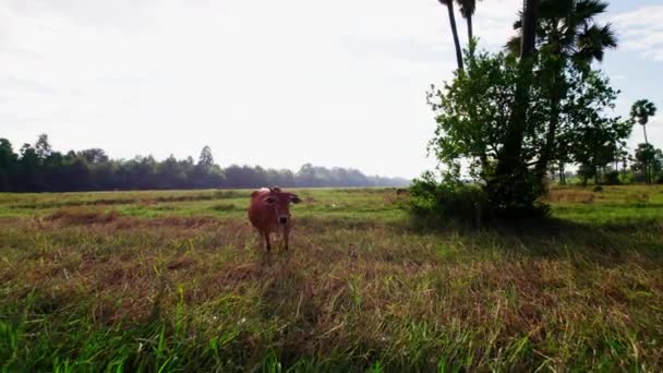 Une Vache Regarde Caméra Approcher Lentement Pâturant Dans Champ Ouvert — Video