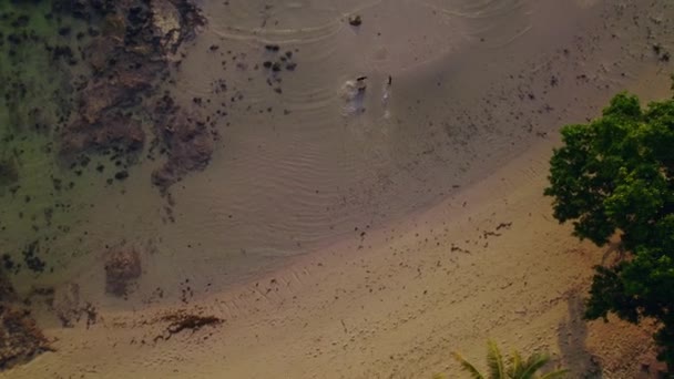 Tiro Aéreo Captura Três Cães Brincando Praia Suas Palhaçadas Alegres — Vídeo de Stock