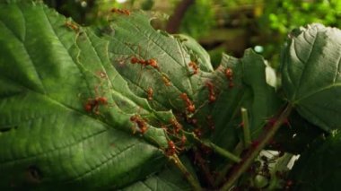 Yaprak kesen karıncaların yakından çekimleri titizlikle yaprak parçalarını arıyor, takım çalışmalarını ve kolonileri için yeşillik toplamada verimliliklerini sergiliyorlar.