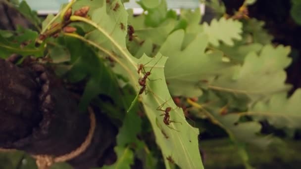 Industrious Leafcutter Ants Diligently Gather Transport Foliage Showcasing Meticulous Leaf — Stock Video