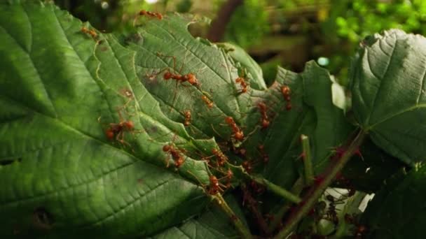 Close Shot Leafcutter Ants Meticulously Foraging Leaf Fragments Showcasing Teamwork — Stock Video