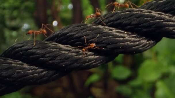 Close Footage Industrious Leafcutter Ants Navigating Sturdy Black Nylon Rope — Stock Video