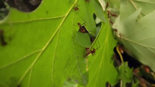 Hardworking Leafcutter Ants Gather Transport Foliage Diligently Demonstrating Precise Leaf — Stock Video
