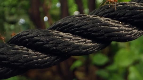 Nagranie Bliska Przedstawiające Zawiłe Ruchy Mrówek Poruszających Się Czarnej Nylonowej — Wideo stockowe