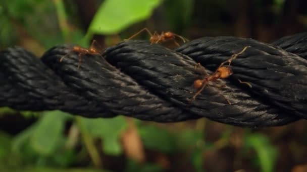Meticulous Movements Leafcutter Ants Traverse Black Nylon Rope Close — Stock Video