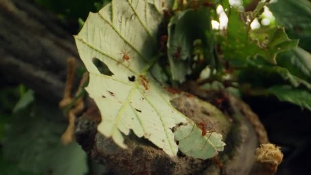 Närbild Som Visar Bladfällmyrornas Flitiga Natur När Skördar Levande Bladverk — Stockvideo