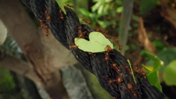 그들은 신중하게 나일론 밧줄로 고의적인 경로를 신선한 운반하면서 Leafcutter 개미의 — 비디오