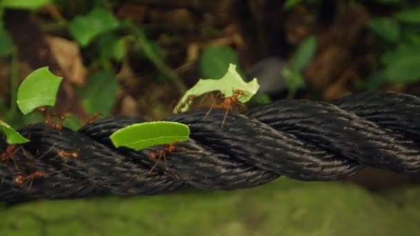 Video Capturing Leafcutter Ants Transport Leaf Pieces Black Nylon Rope — Stock Video