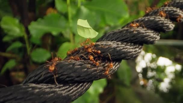 Close Footage Incredible Teamwork Leafcutter Ants Transport Leaf Fragments Black — Stock Video