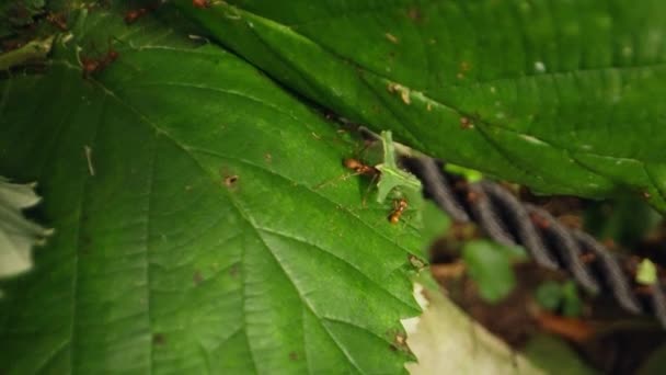 Diligent Φύλλα Μυρμήγκια Επιμελώς Συλλέγουν Φύλλωμα Ενώ Άλλα Μυρμήγκια Κινούνται — Αρχείο Βίντεο