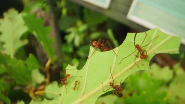 Hardworking Leafcutter Ants Meticulously Collect Foliage Demonstrating Precise Leaf Cutting — Stock Video