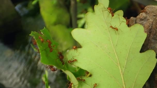 Close Footage Leafcutter Ants Carefully Navigating Leaves Set Serene Peaceful — Stock Video