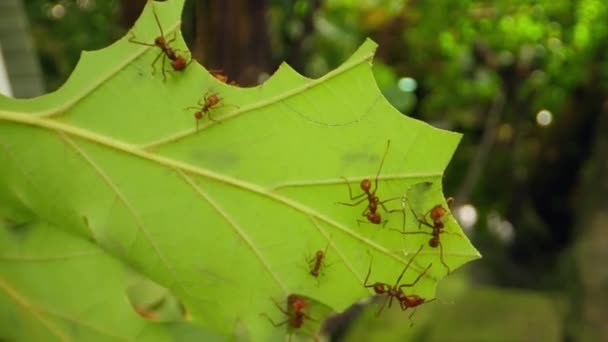 Close Footage Showcasing Industrious Nature Leafcutter Ants Meticulously Gather Fresh — Stock Video