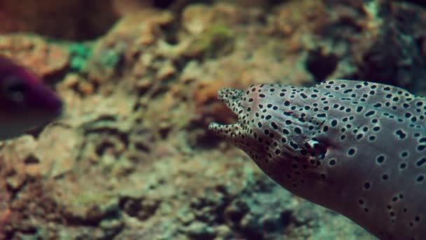 在一片生机勃勃 朦胧的珊瑚礁的背景下 在水中优雅地呼吸着 伴随着条纹鱼的带花边的停留时间 — 图库视频影像