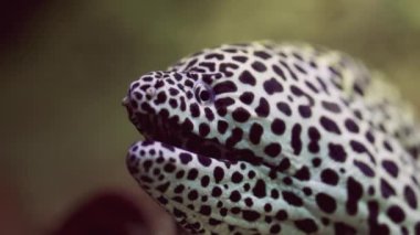 Yakın çekim bir bal peteği moray yılanbalığının ağzını zarifçe hareket ettirerek solungaçlarından geçen bir su akışını resmediyor. Bu kritik eylem, solunum için gerekli hayati oksijenin çıkarılması için dönüm noktasıdır.