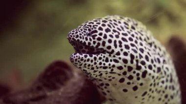 Bir mercan resifinin bulanık zeminine kurulmuş bal peteği moray yılanbalığının yakın plan görüntülerini yakalamak, canlı sualtı ortamında huzurlu bir yaşam sürdüğünü vurgulamak.