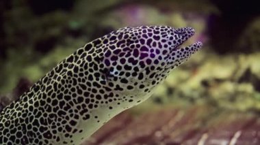 Sualtı görüntülerinde canlı ve bulanık mercan habitatına karşı zarif bir şekilde su altında nefes alan bir yılanbalığı var.