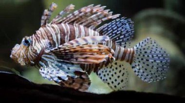 Renkli bir aslan balığı zarif bir şekilde suda süzülür ve büyüleyici okyanus tabanında aktif olarak avlanır.