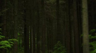 Kamera zarif bir şekilde döner ve kavis çizer, yemyeşil ormandaki gündüz yolculuğu sırasında bir yolu ortaya çıkarır.