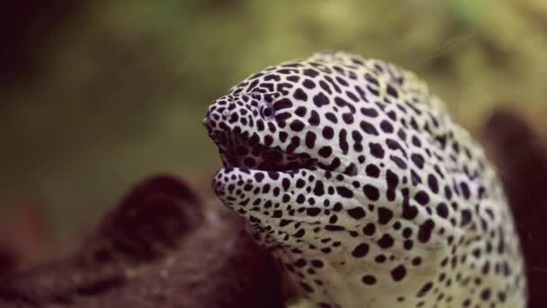 在一个模糊的珊瑚礁上拍摄了一张蜂窝鳗鱼的特写照片 凸显了它在活跃的海洋环境中平静的存在 — 图库视频影像
