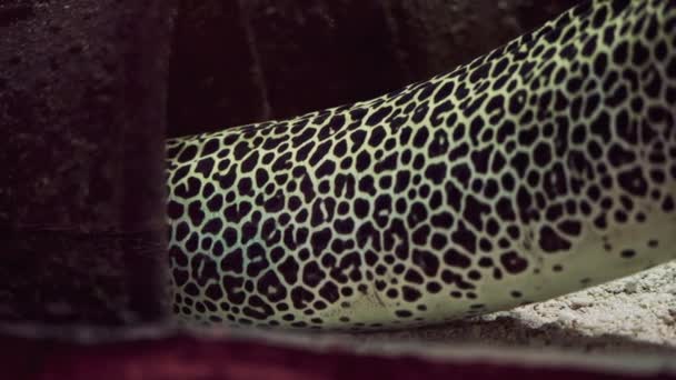 Bal Peteği Moray Vücudunu Kayalık Bir Yarığın Içinde Gizliyor Doğal — Stok video
