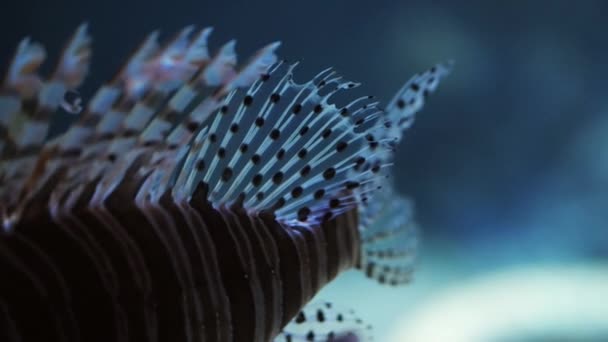 狮子鱼五彩斑斓的背鳍和尾鳍在模糊的水下背景下的特写镜头 — 图库视频影像