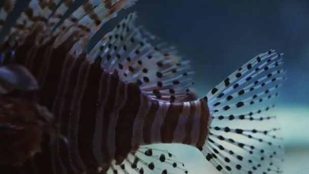 Suyun Altında Yüzerken Aslan Balığının Karmaşık Yüzgeçlerini Gösteren Yakın Çekim — Stok video