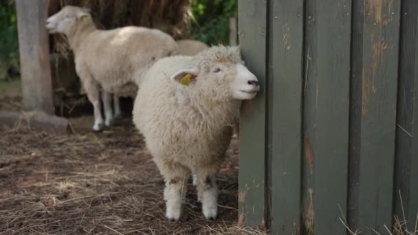 一只可爱的小羊把头靠在木栅栏上 另一只小羊从后面吃干草 — 图库视频影像