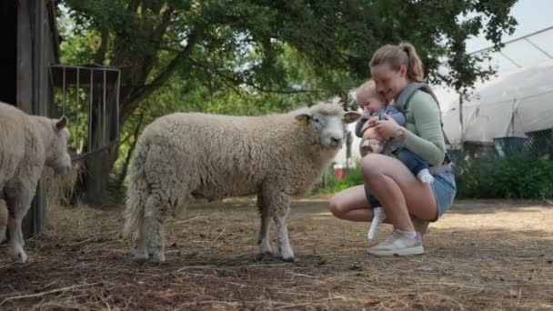 一位年轻的母亲和她的孩子在农场里抚摩羊羔时 分享着一段温馨的时光 — 图库视频影像