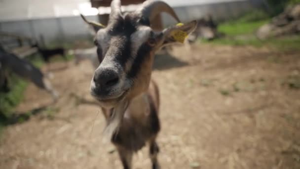 Eine Ziege Mit Langen Hörnern Starrt Die Kamera Bevor Sie — Stockvideo