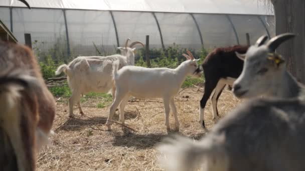 Eine Ziegenherde Ruht Und Füttert Einem Eingezäunten Bauernhof Unter Sonnenlicht — Stockvideo