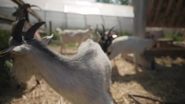 两只山羊锁住了角 其他的山羊则在农场里休息和放牧 — 图库视频影像