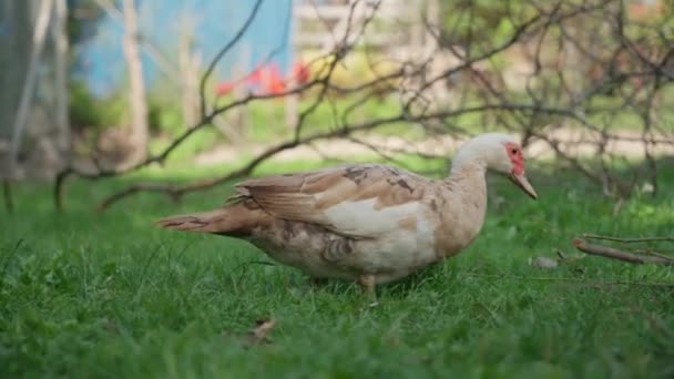 Duck Walks Gracefully Grass Surrounded Plants Sunlit Farm — Stock Video