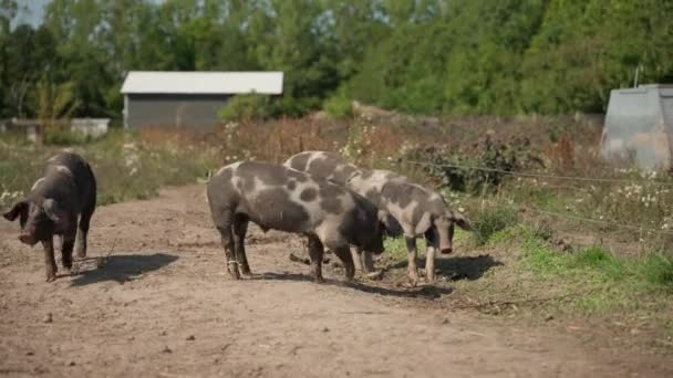 Świnie Zbierają Się Pod Słońcem Szukając Pożywienia Farmie — Wideo stockowe