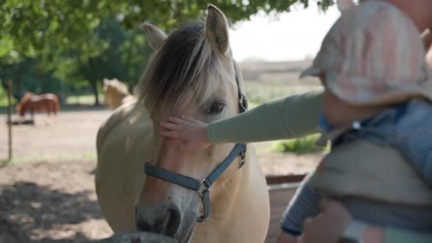 母親は晴れた日に農場を訪問中に赤ん坊を運んでいる間に馬をペットにする — ストック動画