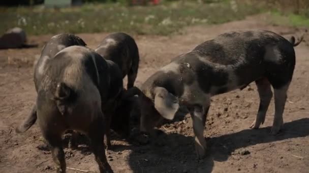 Свинья Приближается Камере Питаясь Солнечной Ферме — стоковое видео