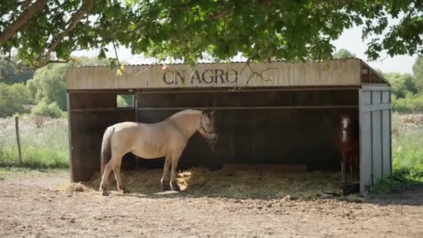 2頭の馬が休んで 木の畑の背景に対して安定して干し草を食べる — ストック動画