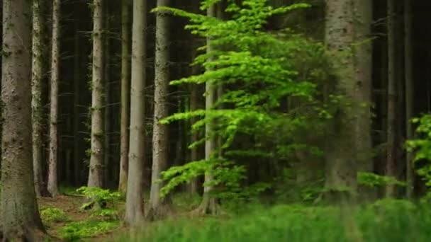 Kamera Sorunsuz Bir Şekilde Tava Kavisler Oluşturarak Yoğun Yemyeşil Ormanlarda — Stok video