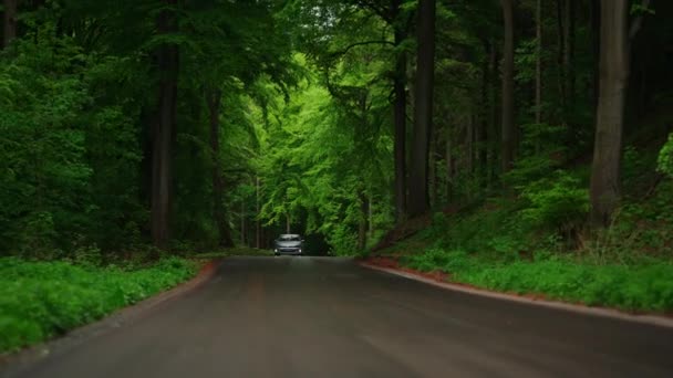 Yalnız Bir Araba Yemyeşil Ormanda Yol Alır Doğanın Nefes Kesen — Stok video