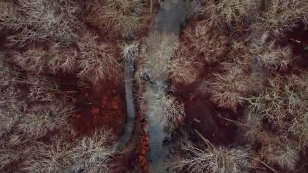 Bir Dron Sonbahar Mevsiminde Bir Ormanın Içindeki Nehrin Üzerinde Uçar — Stok video