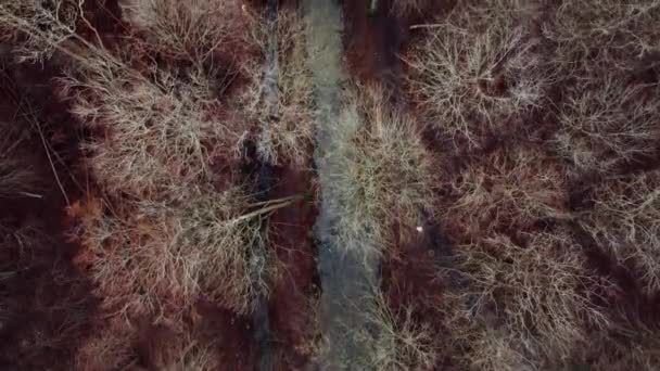 Bir Dron Sonbahar Mevsiminde Bir Ormanın Çıplak Ağaçlarının Üzerinde Süzülür — Stok video